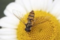 Hoverfly on Anthemis tinctoria Ã¢â¬ËE.C.Buxton Royalty Free Stock Photo